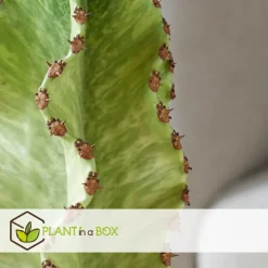 Cowboycactus - Euphorbia ingens - Hoogte 85-95cm - ⌀24cm