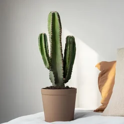 Cowboycactus - Euphorbia ingens - Hoogte 85-95cm - ⌀24cm