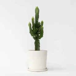 Cowboycactus - Euphorbia ingens - Hoogte 50-60cm - ⌀17cm