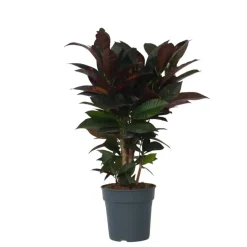 Croton - Codiaeum variegatum 'Mrs. Iceton' - Hoogte 60-70cm - ⌀19cm