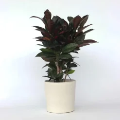 Croton - Codiaeum variegatum 'Mrs. Iceton' - Hoogte 60-70cm - ⌀19cm
