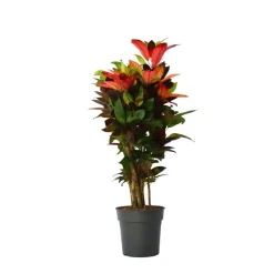 Croton - Codiaeum variegatum 'Mrs. Iceton' - Hoogte 90-100cm - Pot 27cm