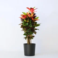 Croton - Codiaeum variegatum 'Mrs. Iceton' - Hoogte 90-100cm - Pot 27cm