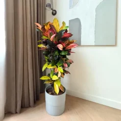 Croton - Codiaeum variegatum 'Mrs. Iceton' - Hoogte 90-100cm - Pot 27cm