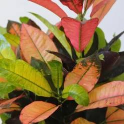 Croton - Codiaeum variegatum 'Mrs. Iceton' - Hoogte 90-100cm - Pot 27cm