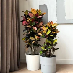 Croton - Codiaeum variegatum 'Mrs. Iceton' - Hoogte 90-100cm - Pot 27cm