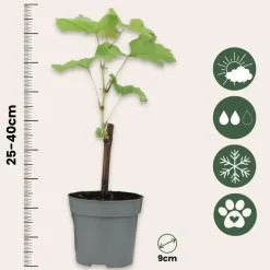 Druivenplant - Set van 24 - Vitis vinifera - Hoogte 25-40cm - ⌀9cm