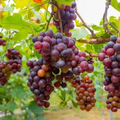 Druivenplant - Set van 24 - Vitis vinifera - Hoogte 25-40cm - ⌀9cm