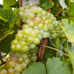 Druivenplant - Set van 24 - Vitis vinifera - Hoogte 25-40cm - ⌀9cm