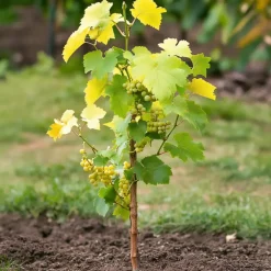 Druivenplant - Set van 3 - Vitis vinifera 'Chardonnay' - Hoogte 25-40cm - ⌀9cm