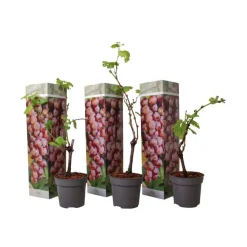 Druivenplant - Set van 3 - Vitis vinifera 'pinot gris' - Hoogte 25-40cm - ⌀9cm
