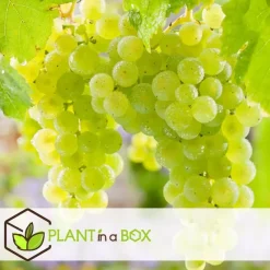 Druivenplant - Set van 3 - Vitis vinifera - Hoogte 25-40cm - ⌀9cm
