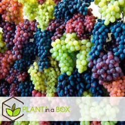 Druivenplant - Set van 3 - Vitis vinifera - Hoogte 25-40cm - ⌀9cm