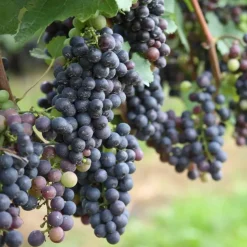 Druivenplant - Set van 3 - Vitis vinifera - Hoogte 25-40cm - ⌀9cm