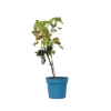 Druivenplant - Vitis vinifera ‘Nero’ - Hoogte 60-75cm - ⌀21cm