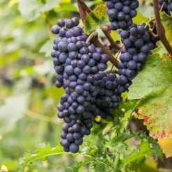 Druivenplant - Vitis vinifera ‘Nero’ - Hoogte 60-75cm - ⌀21cm