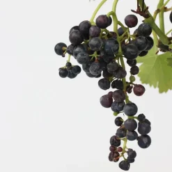 Druivenplant - Vitis vinifera ‘Nero’ - Hoogte 60-75cm - ⌀21cm