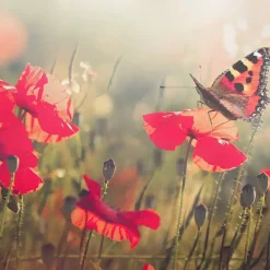 Duvet cover Good Morning 200x220 + 2* 60x70 cm