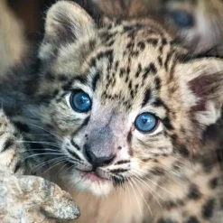 Duvet cover Pure 140x220 + 1* 60x70 cm