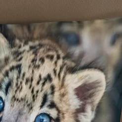 Duvet cover Pure 140x220 + 1* 60x70 cm