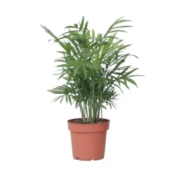 Dwergpalm - Chamaedorea elegans - Hoogte 30-40cm - ⌀12cm