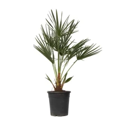 Dwergpalm - Chamaerops humilis - Hoogte 70-80cm - ⌀21cm