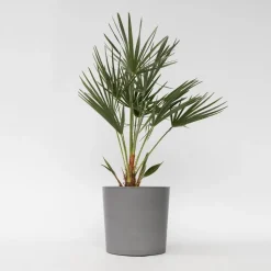 Dwergpalm - Chamaerops humilis - Hoogte 70-80cm - ⌀21cm