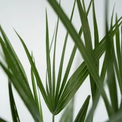 Dwergpalm - Chamaerops humilis - Hoogte 70-80cm - ⌀21cm