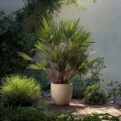 Dwergpalm - Chamaerops humilis - Hoogte 70-80cm - ⌀21cm