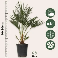 Dwergpalm - Chamaerops humilis - Hoogte 70-80cm - ⌀21cm