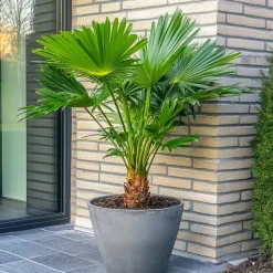 Dwergpalm - Chamaerops humilis - Hoogte 70-80cm - ⌀21cm