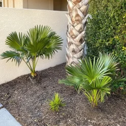 Dwergpalm - Chamaerops humilis - Hoogte 70-80cm - ⌀21cm