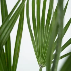 Dwergpalm - Chamaerops humilis - Hoogte 70-80cm - ⌀21cm