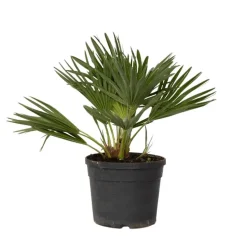 Dwergpalm - Chamaerops 'Vulcano' - Hoogte 35-45cm - ⌀19cm