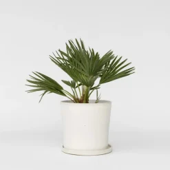 Dwergpalm - Chamaerops 'Vulcano' - Hoogte 35-45cm - ⌀19cm