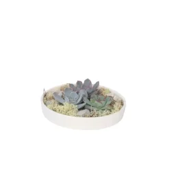 Echeveria - Echeveria lilacina - Hoogte 8cm