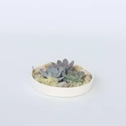 Echeveria - Echeveria lilacina - Hoogte 8cm