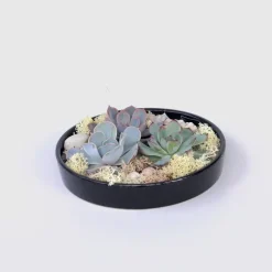 Echeveria - Echeveria lilacina - Hoogte 8cm