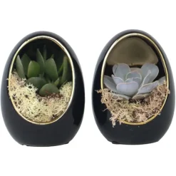 Echeveria - Set van 2 - Echeveria lilacina - Hoogte 12cm