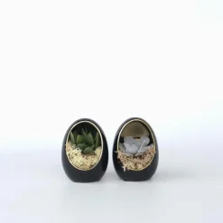 Echeveria - Set van 2 - Echeveria lilacina - Hoogte 12cm