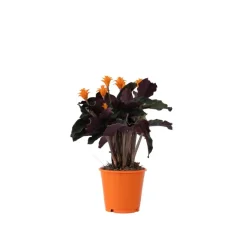 Eeuwige vlam - Calathea crocata 'Tassmania' - Hoogte 40-50cm - ⌀14cm