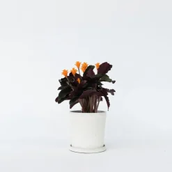 Eeuwige vlam - Calathea crocata 'Tassmania' - Hoogte 40-50cm - ⌀14cm