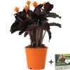 Eeuwige vlam - Calathea crocata 'Tassmania' - Hoogte 40-50cm - ⌀14cm