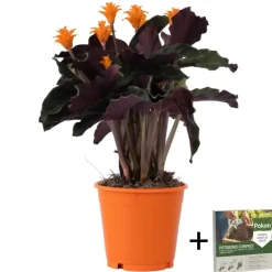 Eeuwige vlam - Calathea crocata 'Tassmania' - Hoogte 40-50cm - ⌀14cm