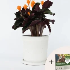 Eeuwige vlam - Calathea crocata 'Tassmania' - Hoogte 40-50cm - ⌀14cm