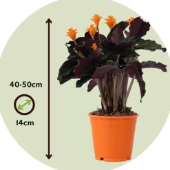 Eeuwige vlam - Calathea crocata 'Tassmania' - Hoogte 40-50cm - ⌀14cm