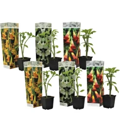 Engelentrompet - Set van 6 - Brugmansia - Hoogte 25-40cm - ⌀9cm