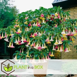 Engelentrompet - Set van 6 - Brugmansia - Hoogte 25-40cm - ⌀9cm