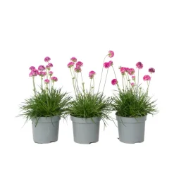 Engels gras - Set van 3 - Armeria maritima 'Deep Rose' - Hoogte 20-30cm - ⌀12cm