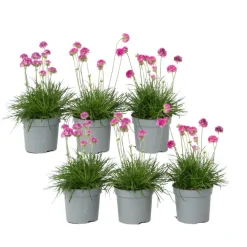 Engels gras - Set van 6 - Armeria maritima 'Deep Rose' - Hoogte 20-30cm - ⌀12cm
